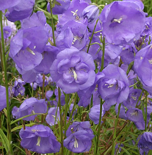 Campanula Persicifolia Blue Bloomers (1339-1)